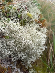 Cladonia rangiformis