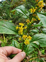 Solidago glomerata