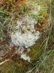 Cladonia rangiformis