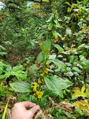 Solidago glomerata