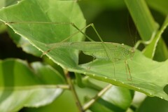 Phaneroptera