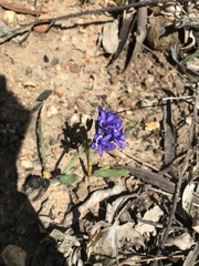 Codonorhiza elandsmontana