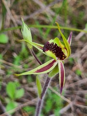 Caladenia conferta
