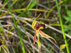 Caladenia conferta