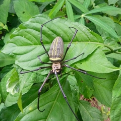 Nephila
