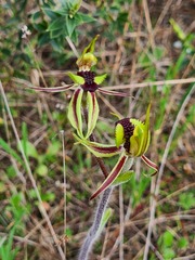 Caladenia conferta