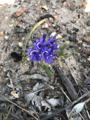 Codonorhiza elandsmontana