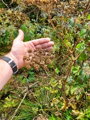 Angelica triquinata