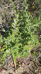 Salvia chamelaeagnea