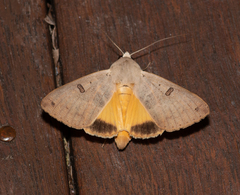 Ophiusa disjungens