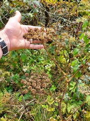 Angelica triquinata