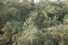 Tamarix laxa