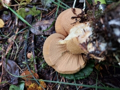 Cystoderma aureum