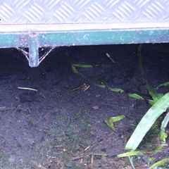 Pelophylax ridibundus