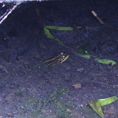 Pelophylax ridibundus