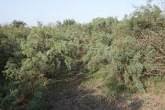 Tamarix laxa