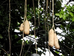 Kigelia africana