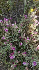 Drosanthemum hispifolium
