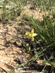 Cyanella lutea