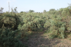Tamarix laxa