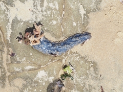 Catostylus mosaicus