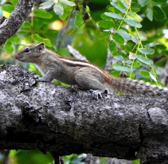 Funambulus palmarum