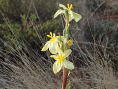 Moraea pallida