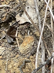 Filistata insidiatrix