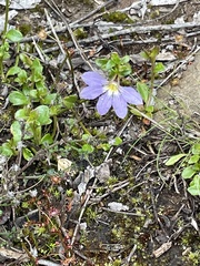 Scaevola aemula