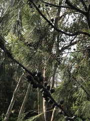 Casuarinaceae