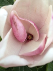 Magnolia × soulangeana