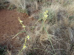 Moraea pallida