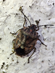 Holcogaster fibulata