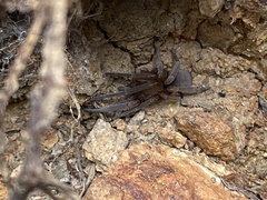 Filistata insidiatrix