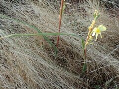 Moraea pallida