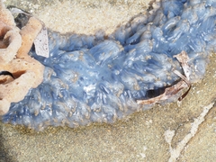 Catostylus mosaicus