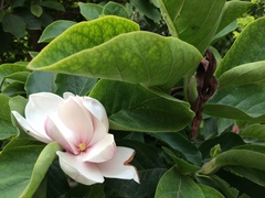 Magnolia × soulangeana