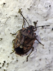 Holcogaster fibulata