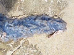 Catostylus mosaicus