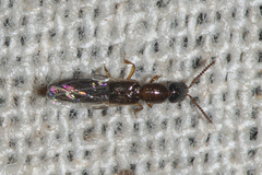 Xantholininae