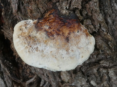 Hexagonia vesparia
