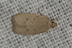 Scythropiodes