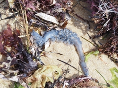 Catostylus mosaicus