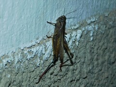 Eyprepocnemis plorans