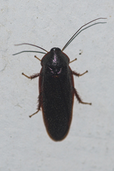 Perisphaerinae