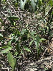 Secamone elliptica