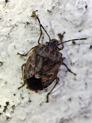 Holcogaster fibulata