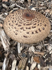 Chlorophyllum brunneum