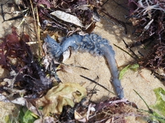 Catostylus mosaicus