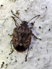 Holcogaster fibulata